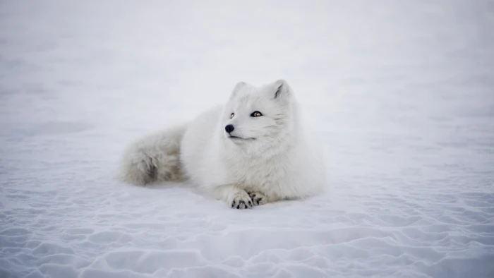 Snow Fox Laying Down cute 2k 4k animal wild wild life