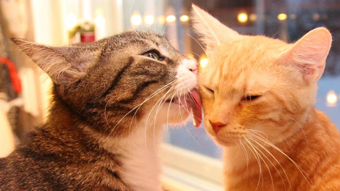 orange and grey tabby cats Wallpaper licking cute animals 2k