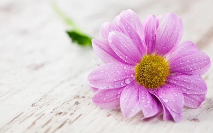 A pink flower petals with water drops macro photography 2k