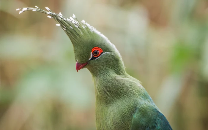 birds macro Turaco 2k