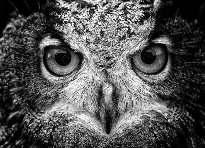 black and gray eagle grayscale photography of owl animals macro 2k