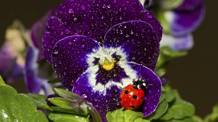 black and red ladybug nature ladybugs insect macro flowers 2k