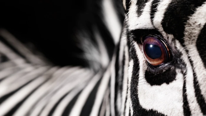 black and white fur textile animals macro zebras one animal 2k