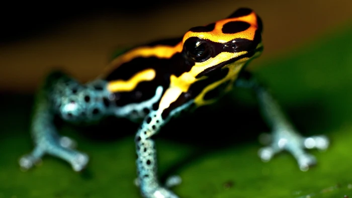 black and yellow frog depth of field macro amphibian poison dart frogs 2k