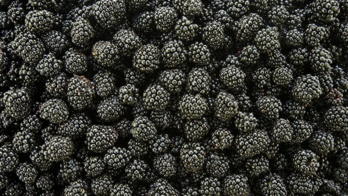 black berries food plants fruit blackberries macro healthy eating 2k