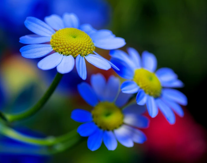 blue daisies macro photography redevelopment PENTAX SilkyPix 2k 4k