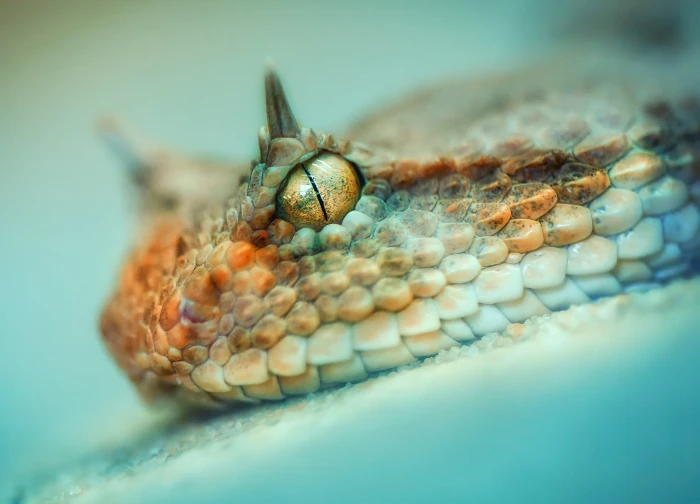 brown and white snake photography macro depth of field animals 2k