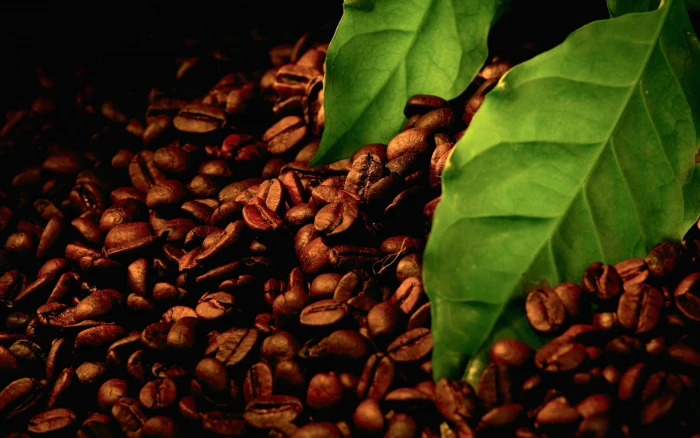 brown coffee grains macro beans leaves caffeine espresso 2k