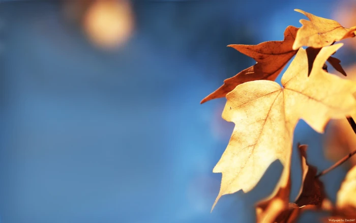 brown dried maple leaf fall depth of field leaves macro nature 2k