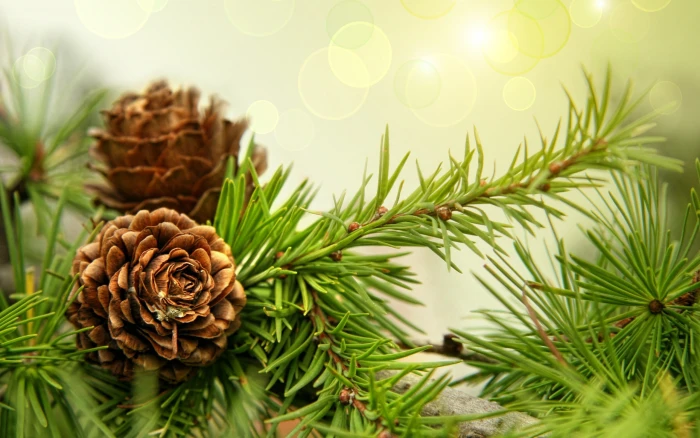 brown female pine cone nature macro cones plants green color 2k