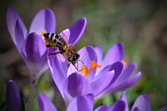 brown honey bee perched on purple flower insect nature pollination 2k