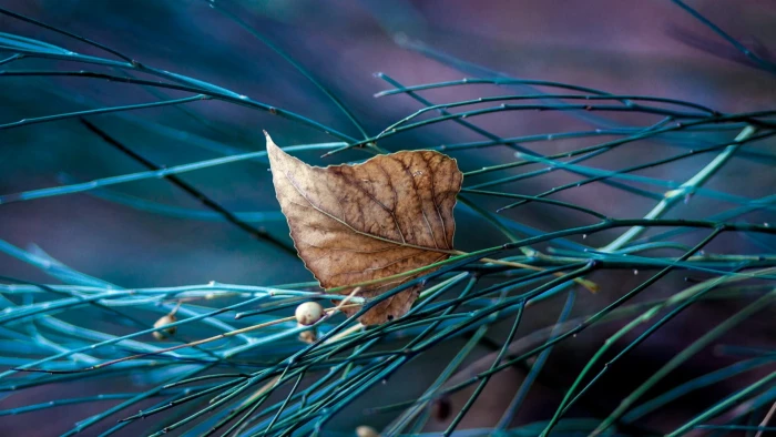 brown leaf closeup photo of dried on green needle shaped leaves 2k