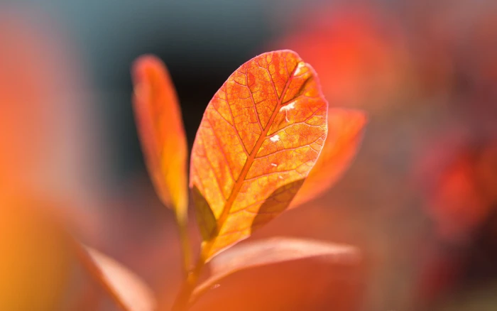 brown leaf leaves fall nature macro plant part autumn orange color 2k