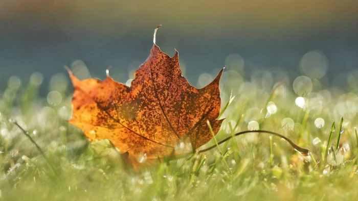 brown maple leaf nature leaves macro water drops 2k