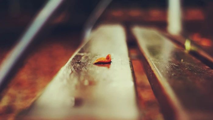 brown wooden bench depth of field leaves 2k