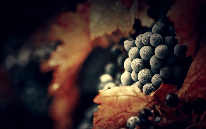 bunch of blue grapes water drops macro fruit autumn leaf 2k