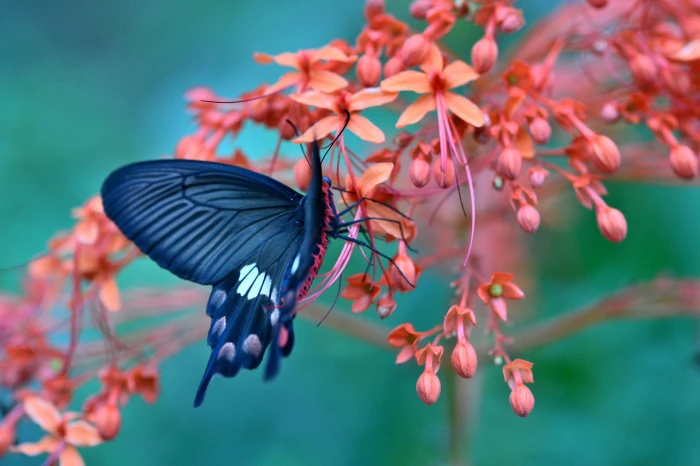 Butterfly on flower amazing black and white butterfly Macro 2k