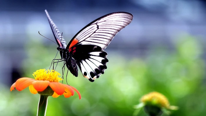 butterfly insect animals nature wings flowers closeup 2k