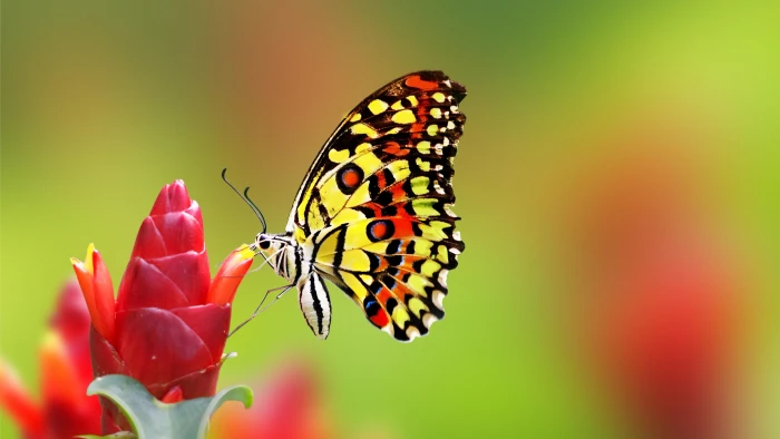 butterfly insect red flower nectar macro photography pollinator 2k 4k