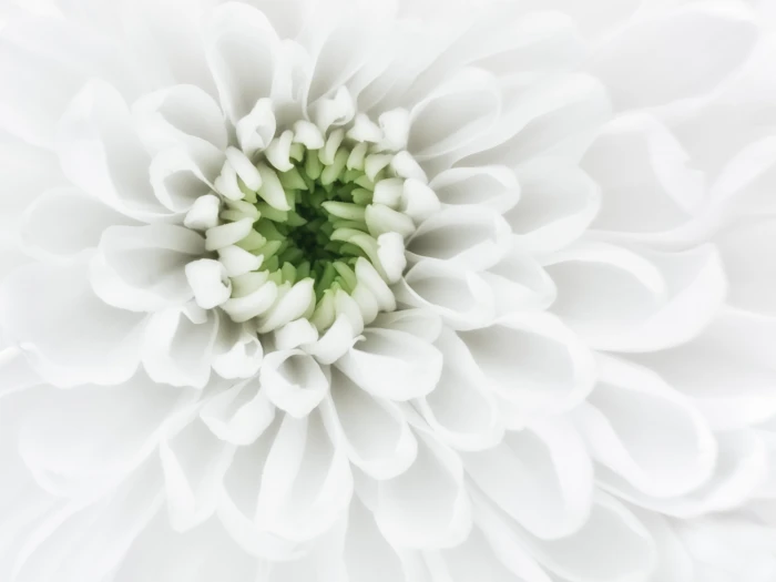 close up photography of white petaled flower Purity petals 2k 4k