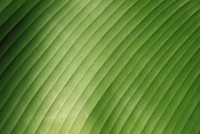 close up photo green textile abstract background banana 2k 4k 5k