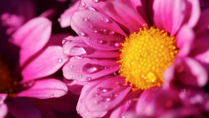 closed up photography of water dew on pink petal flower nature 2k