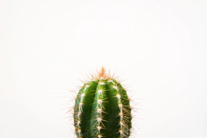 closeup photo of cactus against white background Cactus minimal 2k 4k 5k