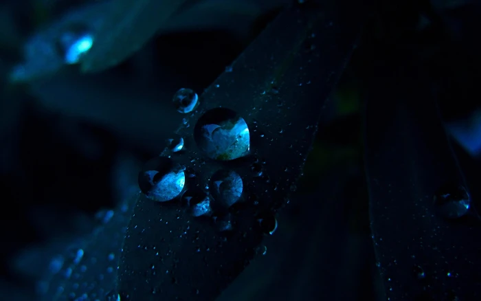 close up photo of dew drops nature water plants macro 2k
