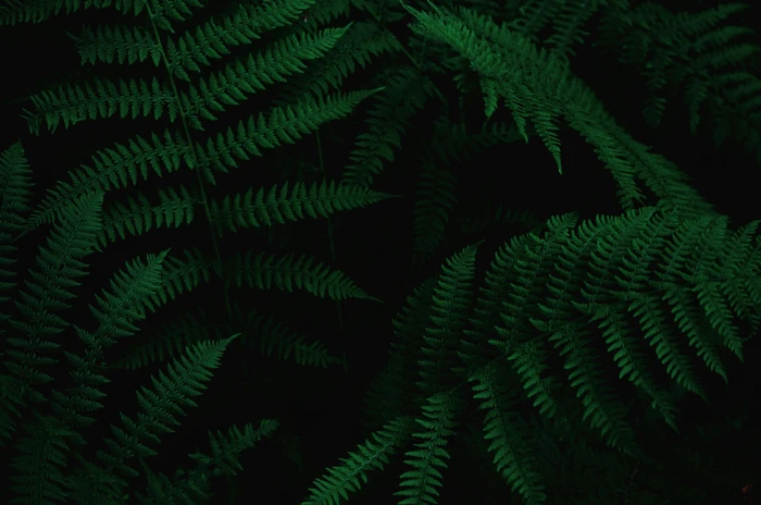 close up photo of green ferns tree forest detail texture 69 2k 4k 5k