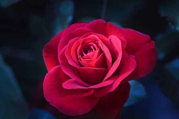 closeup photo of red rose flower blossom bloom nature blooms 2k