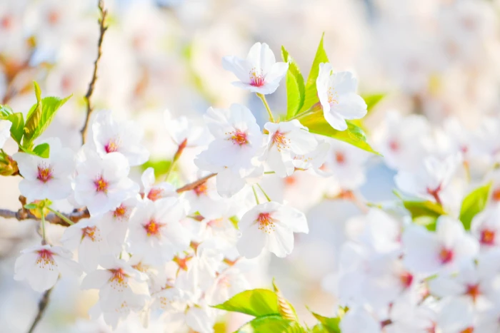 closeup photo of white petaled flowers macro photography flowering plant during daytime 2k 4k