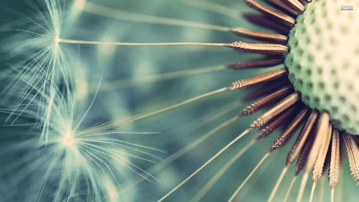 closeup photography of dandelion seeds flowers macro plants 2k