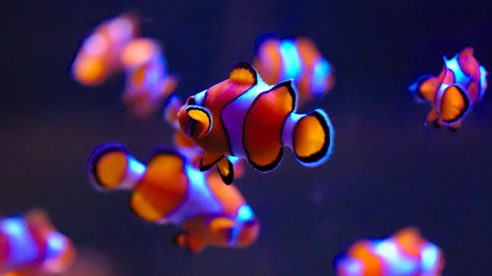 clownfish macro photography close up underwater fishes 2k