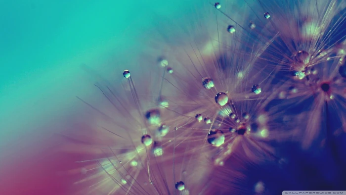 dandelion seeds nature macro water drops plants fragility 2k