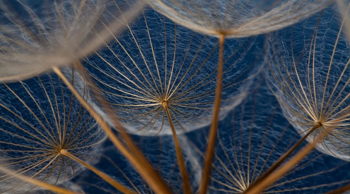 dandelions hd high resolution close up no people plant 2k 4k