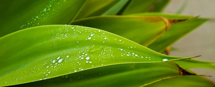 dew drops on green leaves jpg close up curve droplets 2k 4k 5k