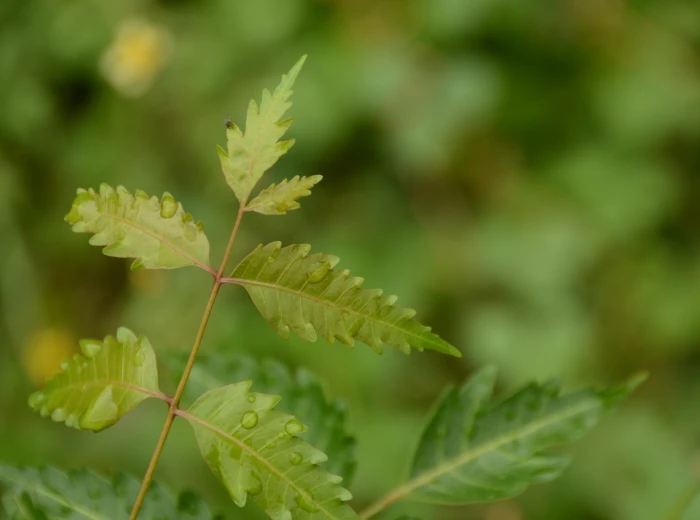 Dew On Leaf neem plant Aero Macro Green Photography part 2k 4k