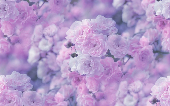 Flower Macro Rose Pink HD pink and white cherry blossoms nature 2k