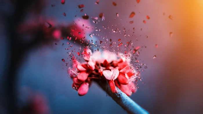 flower red blossom macro photography close up flora 2k 4k 5k