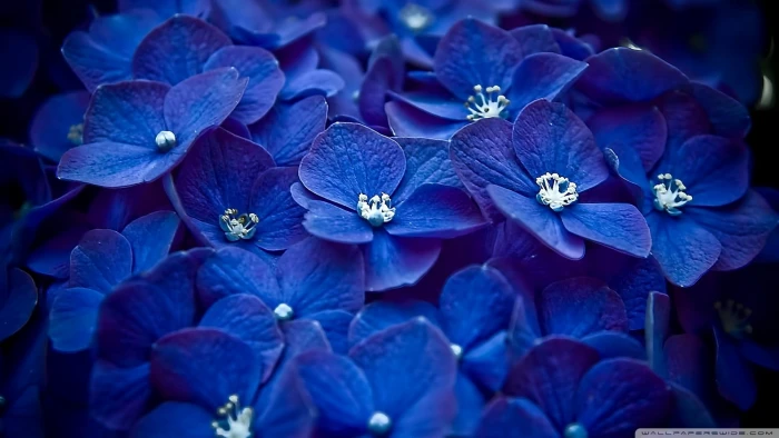 flowers hydrangea macro blue plants flowering plant 2k