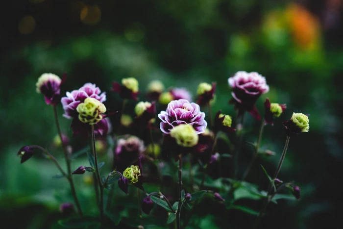 focus photo of pink and green flowers depth field macro 2k