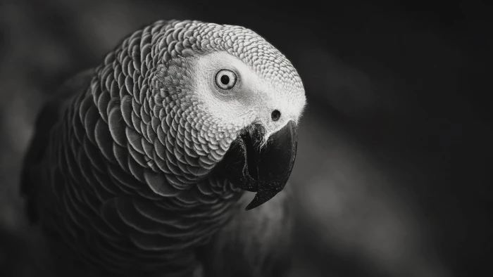 grayscale photo of parrot closeup African grey 2k
