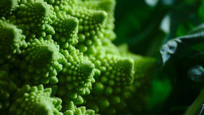 green broccoli romanesco macro fractal depth of field color 2k