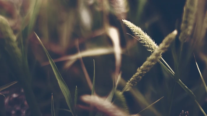 green grass with thistle depth of field photograph 2k