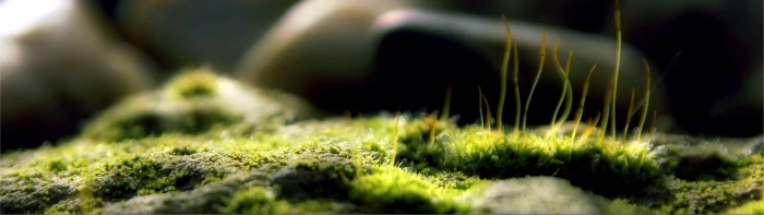 green grass close up photography of moss multiple display macro 2k 4k