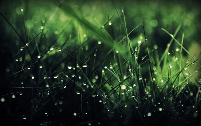 green grass macro lens photography of rain nature 2k