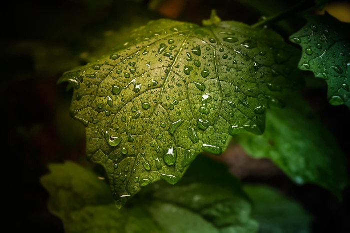 green leaf closeup photography of with droplets water 2k