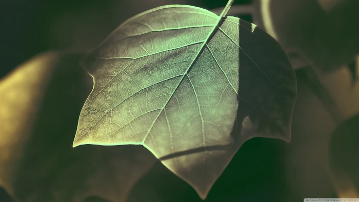 green leaf nature leaves photography plants macro 2k