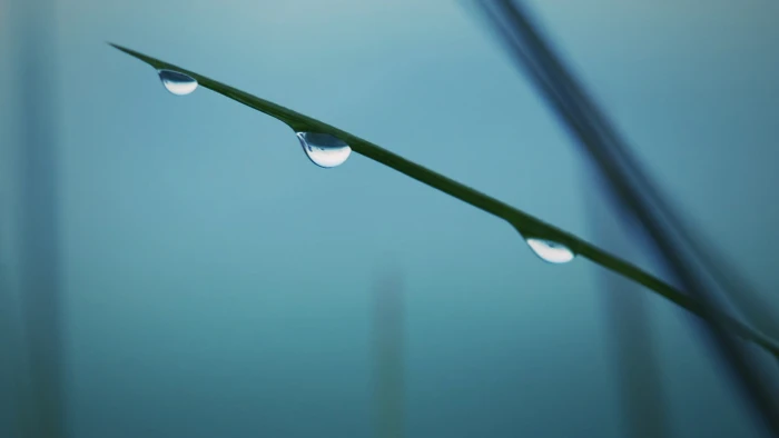 green leaf water dew on plantm flowers macro drops 2k