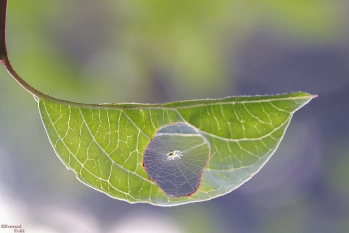 green leafed plant close up photo of spider with web on leaf